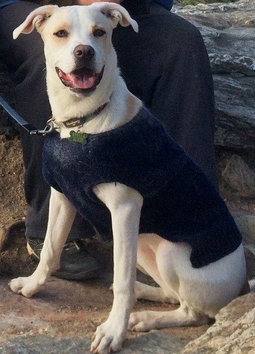 new hiking w Stella (4)